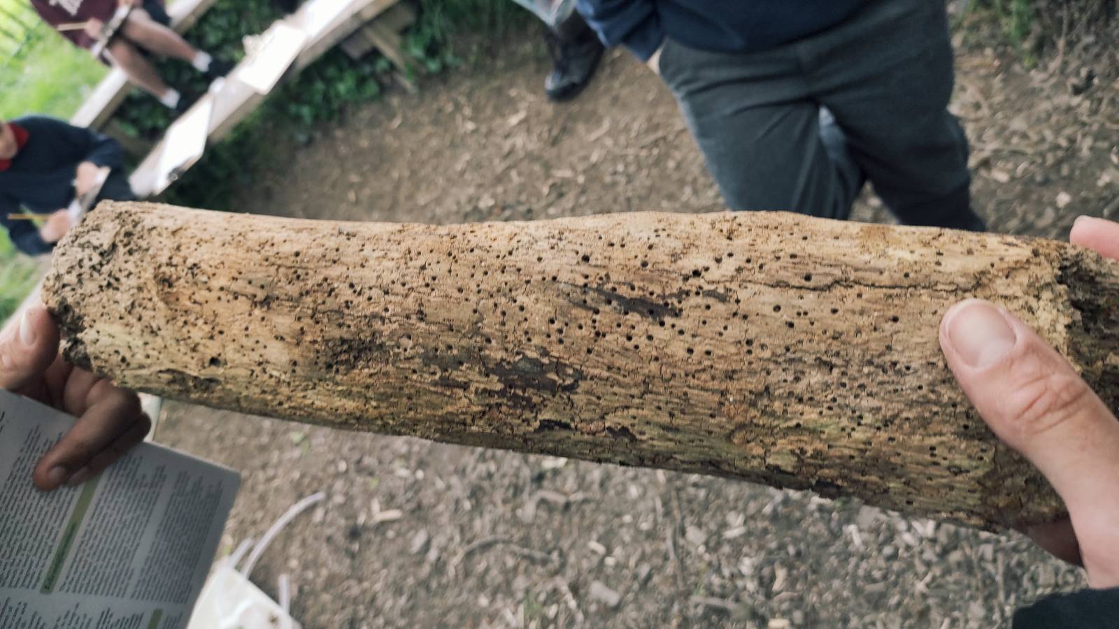 Student hands holding decomposing wooden log riddled with holes