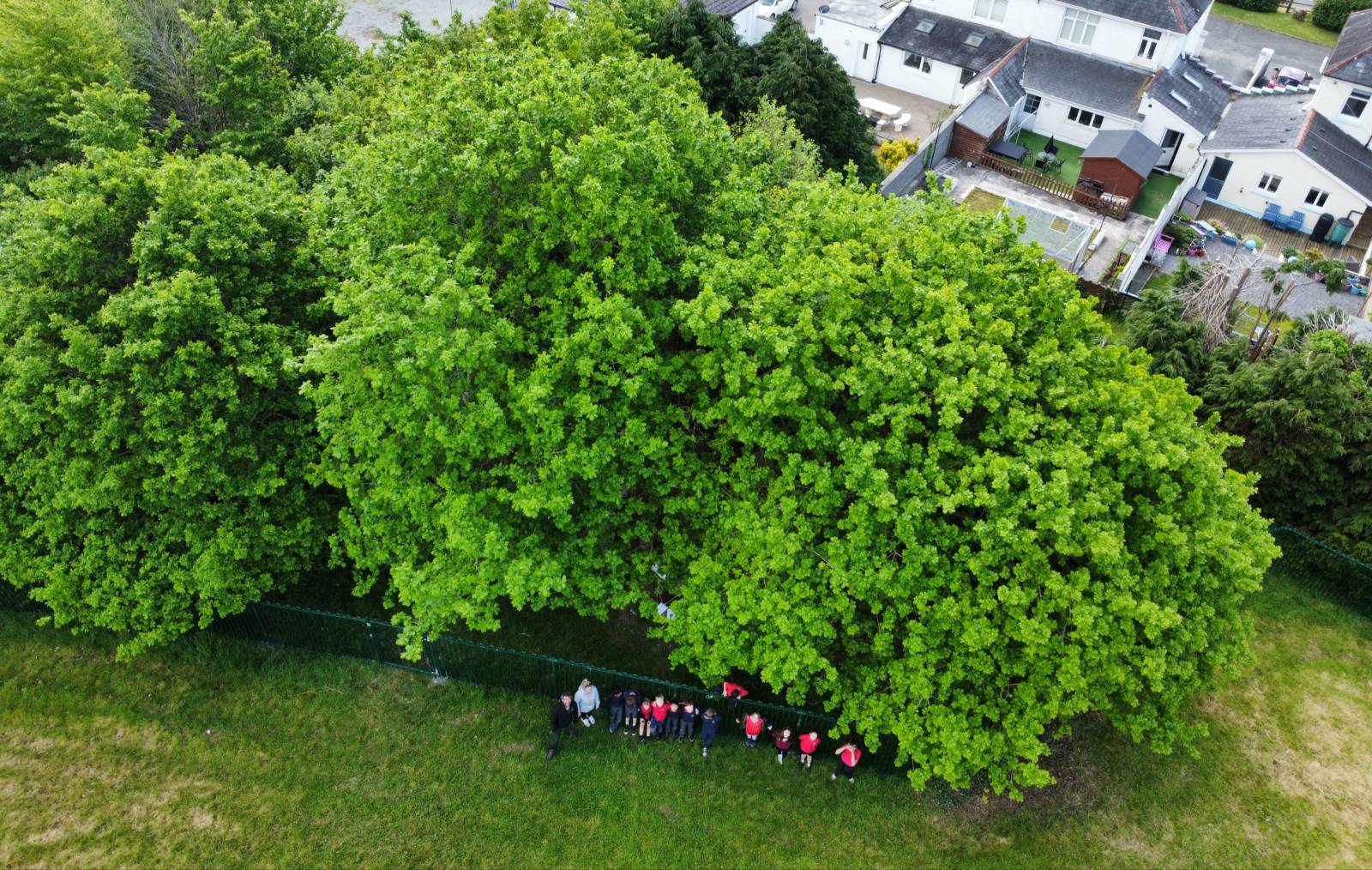 Ysgol Gynradd Aberteifi Workshop 3 — Birds of the Oak