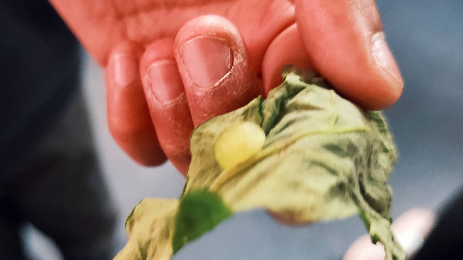Close-up of student hand holding crumpled green leaf with round green gall