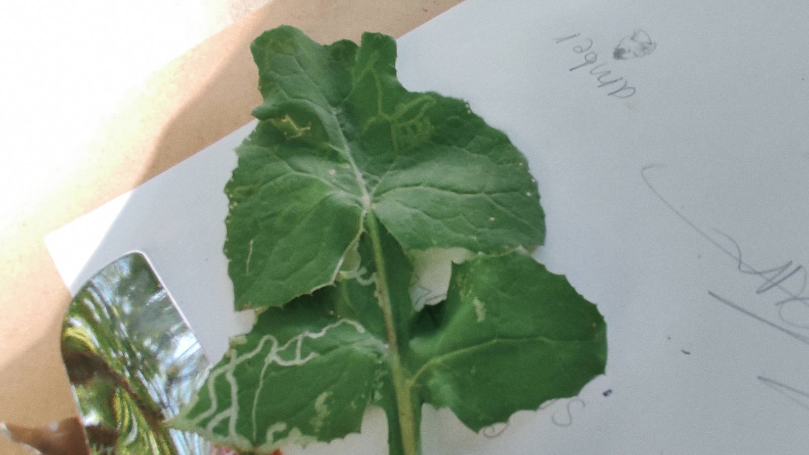 The pale tracks of a leaf mining insect in a green leaf