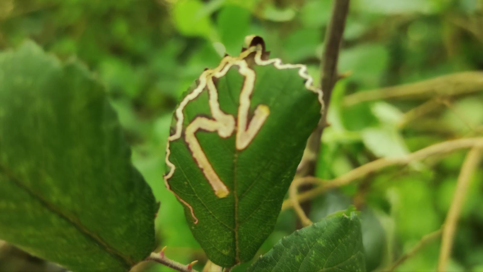 Bramble leaf with white tracks of leaf miner