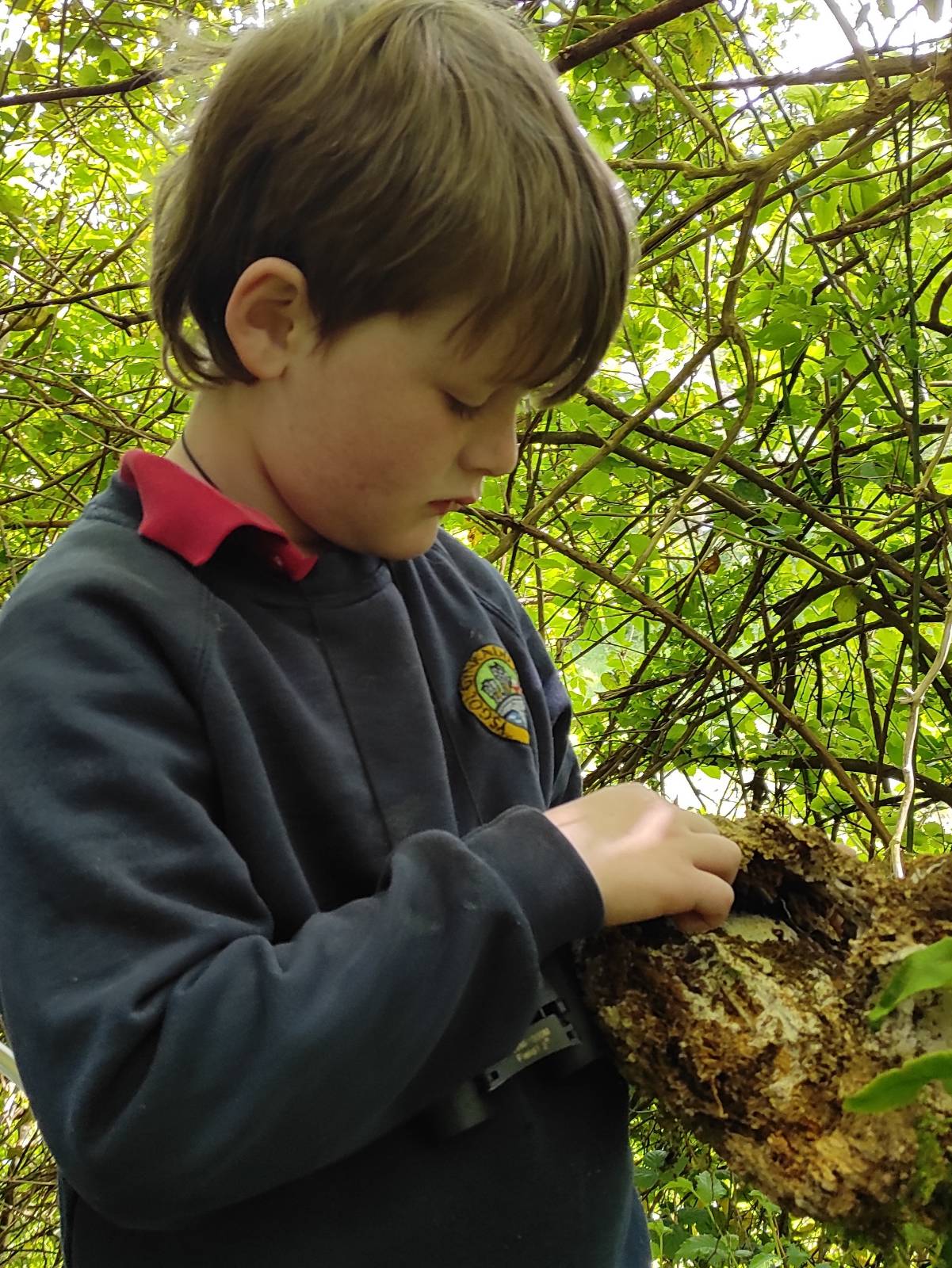 Student contemplating rotten log, filled with woodlice