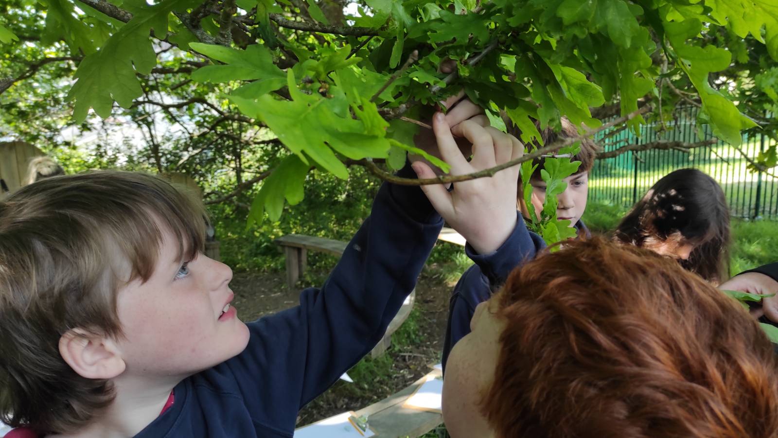 Students looking in the lower leaves of the Oak tree for galls