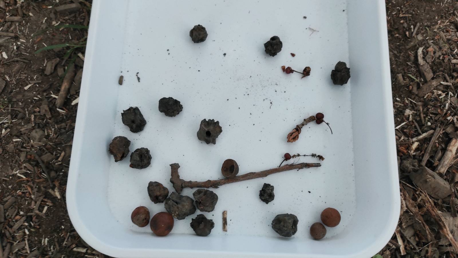 A couple of dozen Oak galls in a white collection tray