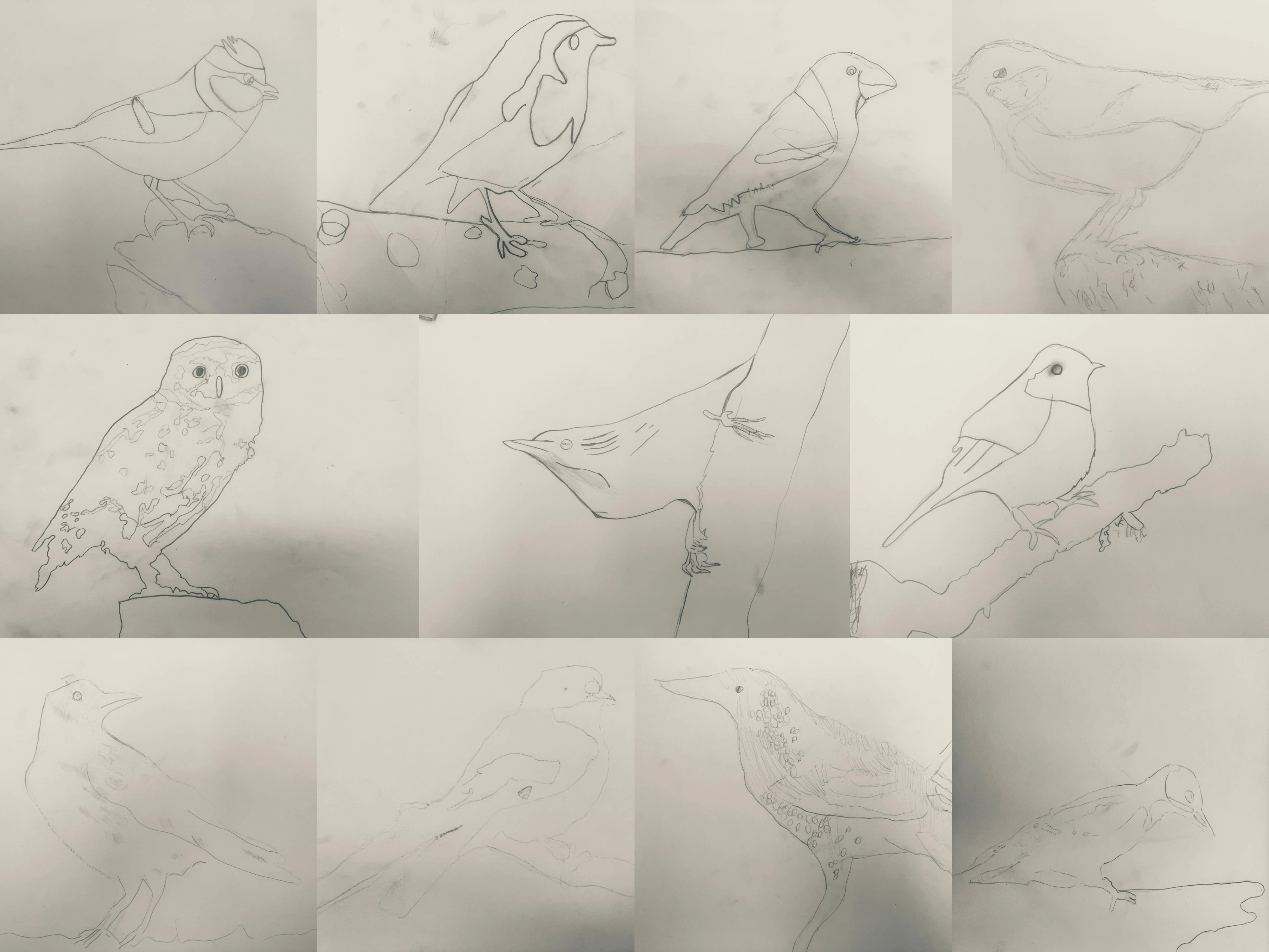 Photo collage of 11 pencil tracings of birds