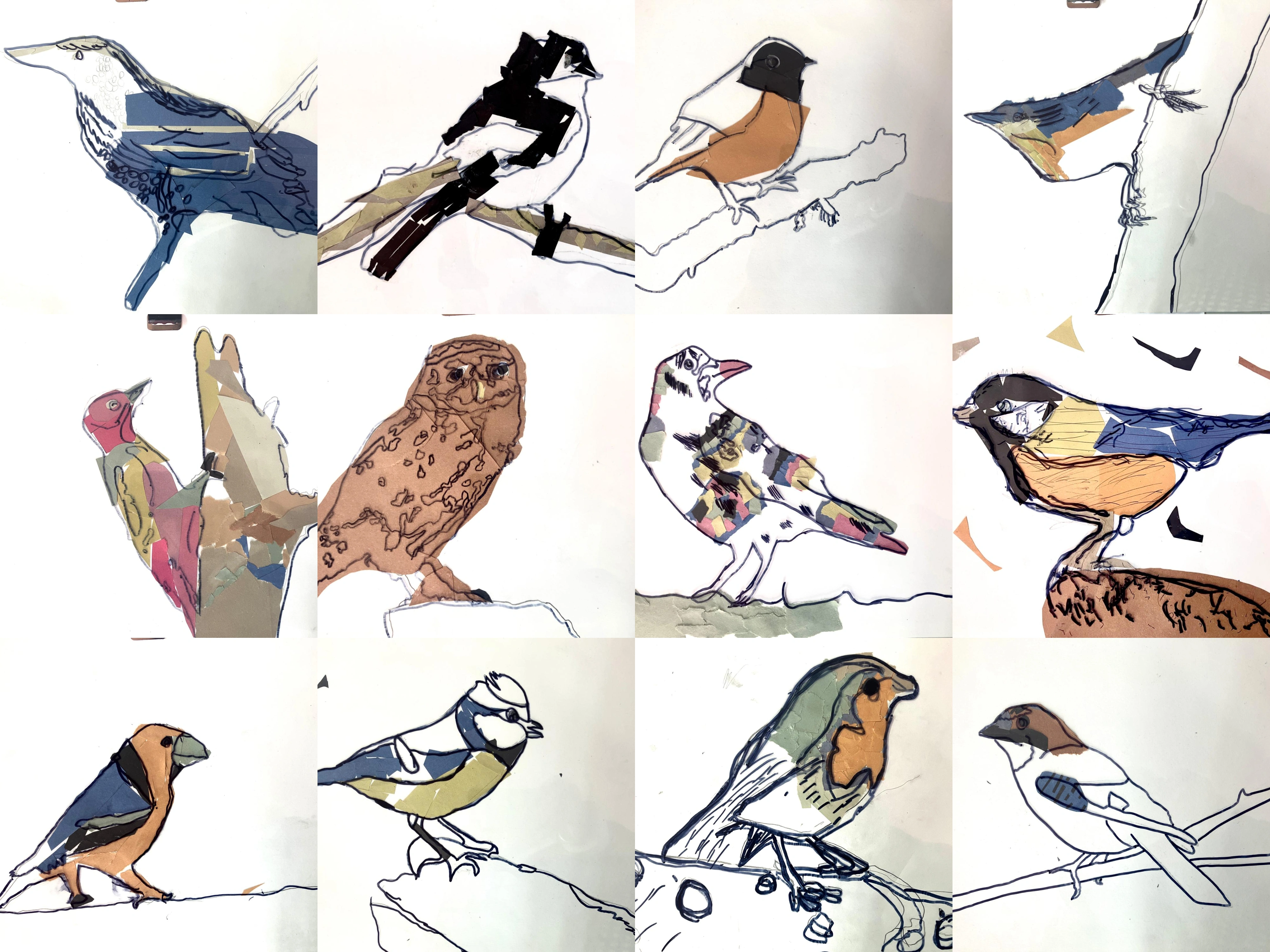 Photo collage of 11 pencil tracings of birds