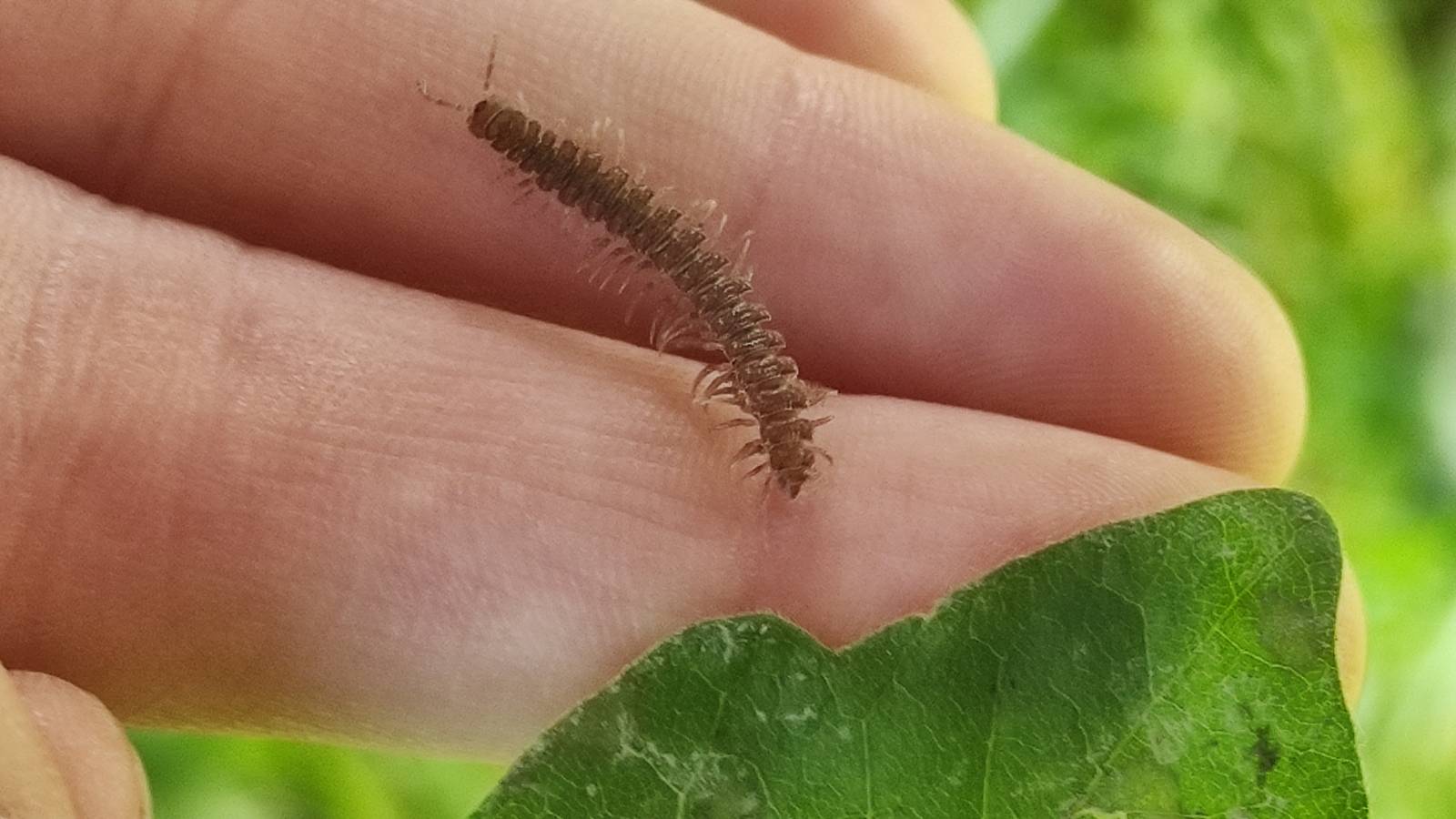 Possibly rare centipede Propolydesmus testaceus, found by the village pond