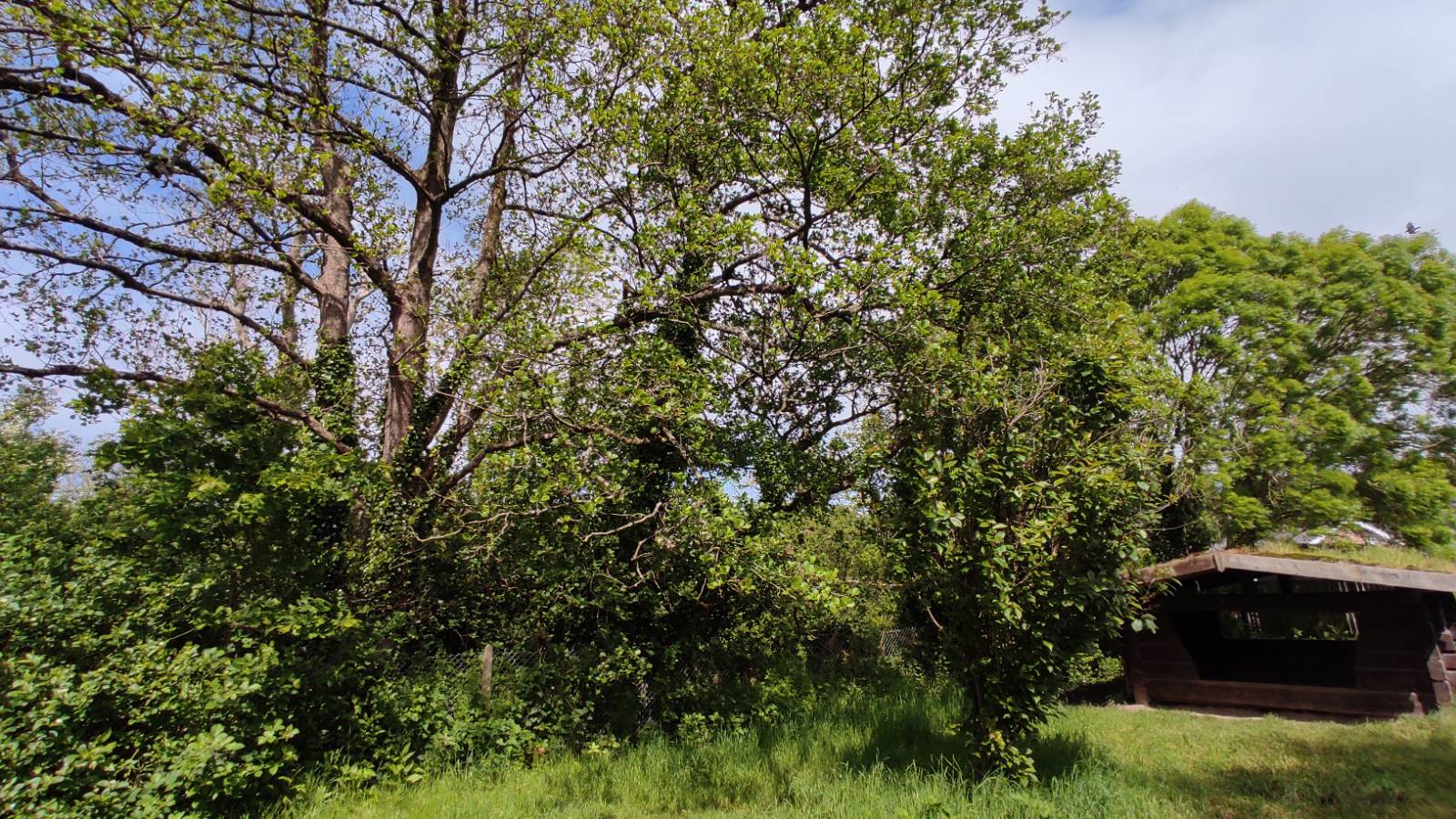 Possible site with mature trees near the outbuilding at back of the grounds