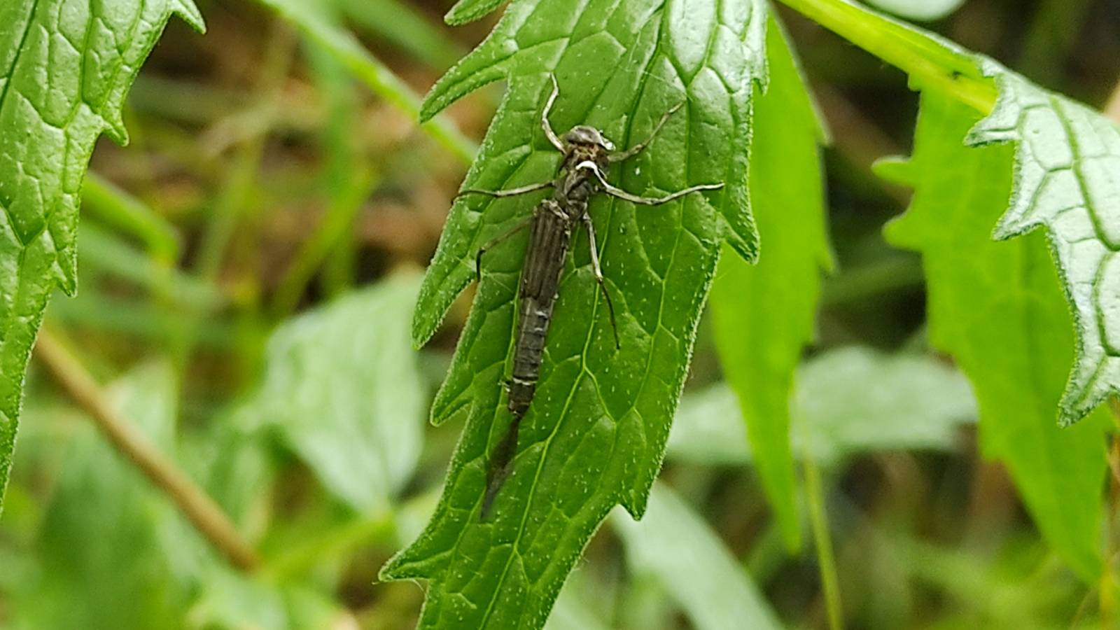I think this is a damselfly of sorts?