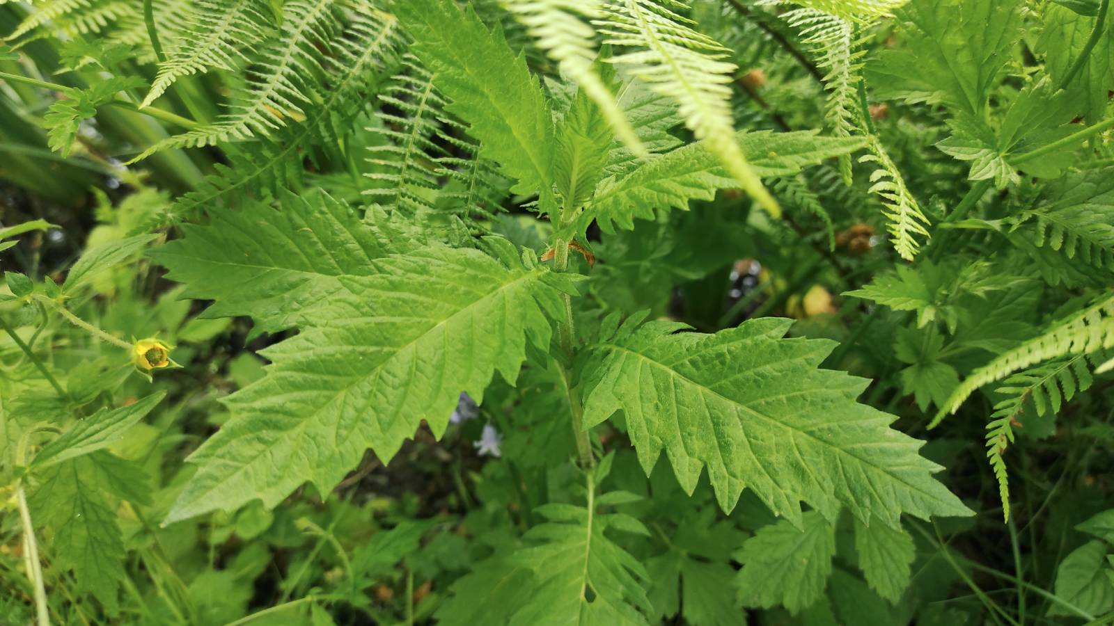 Not a Nettle, it‘s a Gypsywort / Llysiau'r Sipsiwn (Lycopus europaeus) by the pond