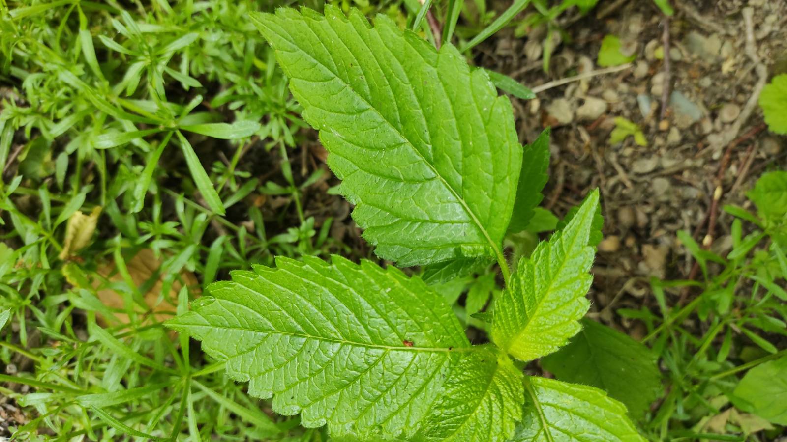 Not a Nettle, this is Hemp Nettle / Y Benboeth Hollt (Galeopsis bifida)