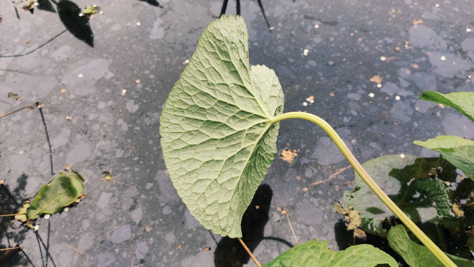 Ridged underside of Marsh Marigold / Gold Y Gors (Caltha palustris) leaf