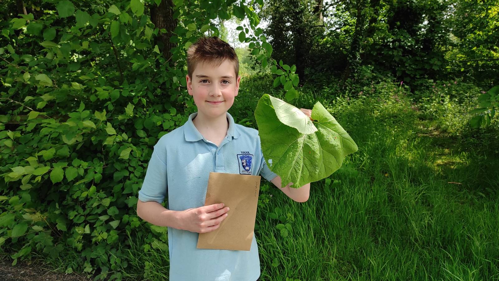 Collecting leaves, and this looks like the Butterbur / Alan Mawr (Petasites hybridus)