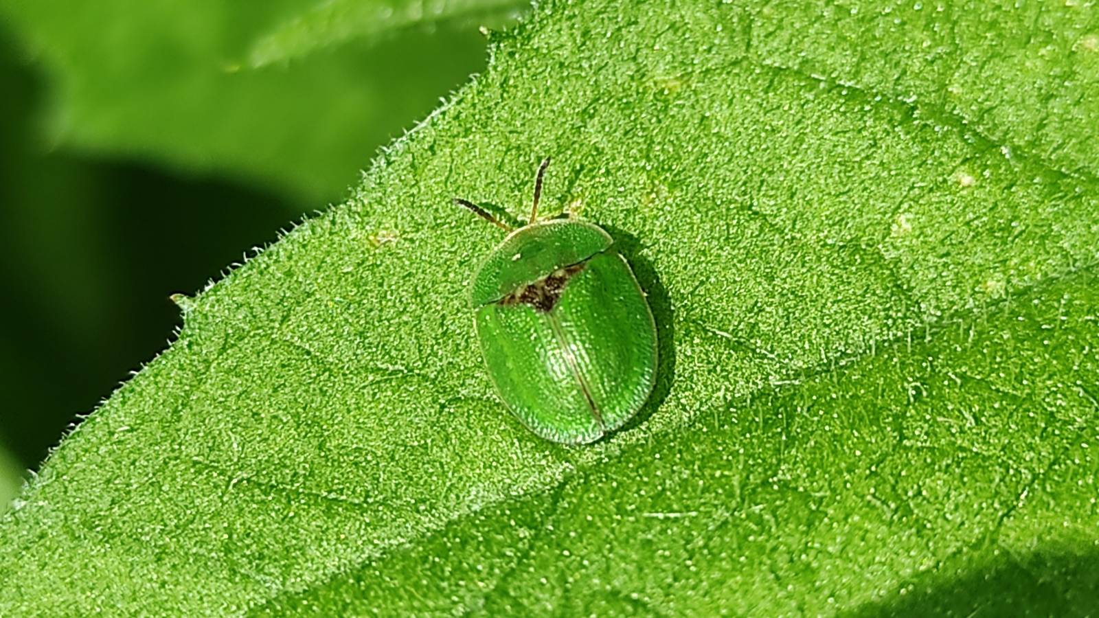 Thistle Tortoise Beetle (Cassida rubiginosa)
