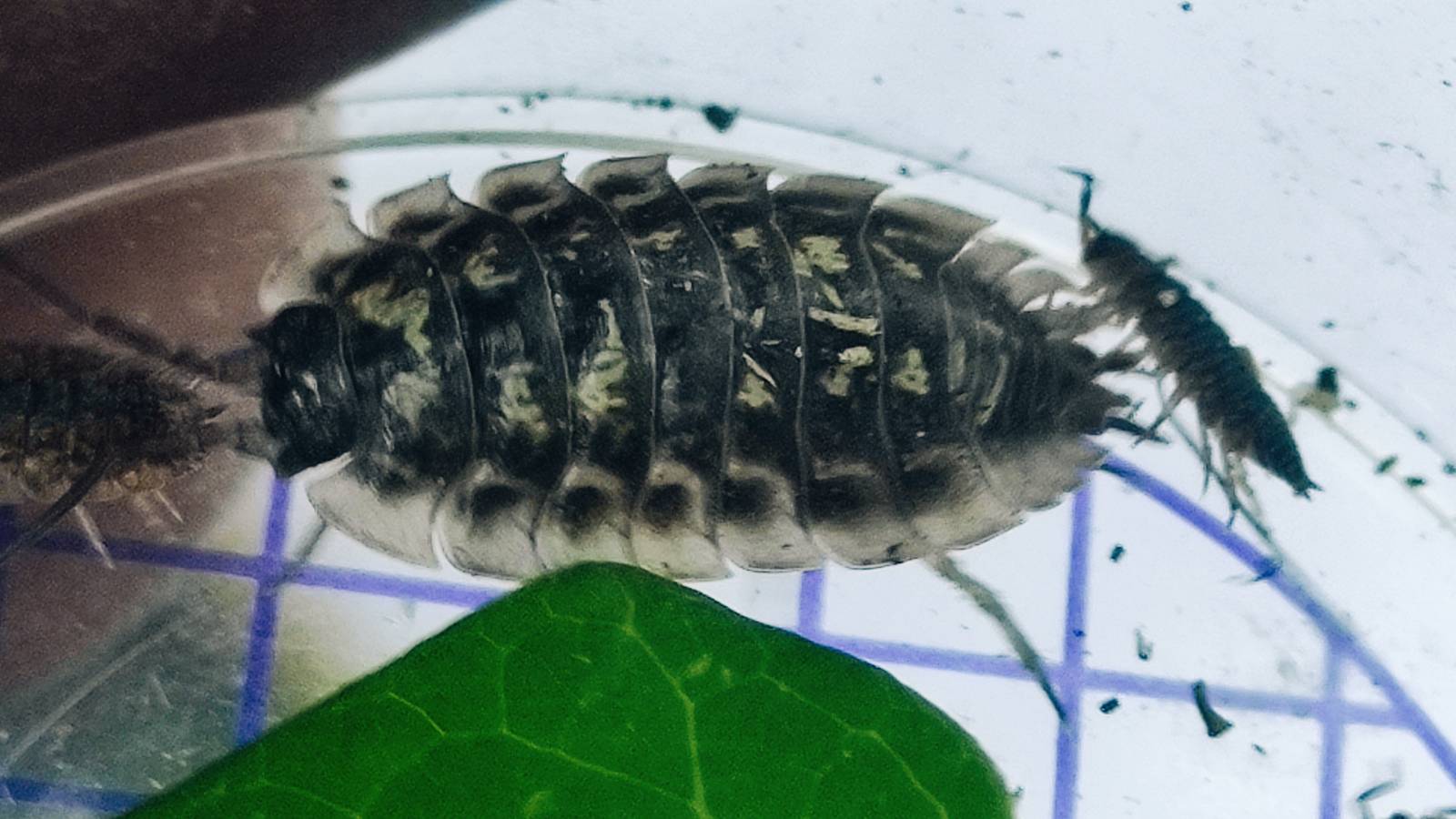 Common Shiny Woodlouse (Oniscus asellus)