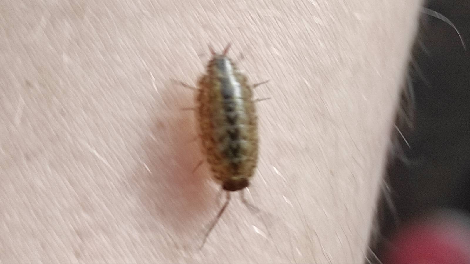 Common Striped Woodlouse (Philoscia muscorum), translucent and yellowy