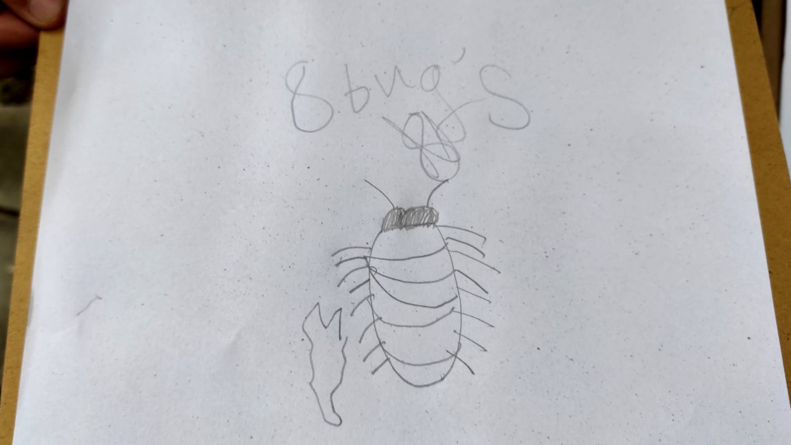 Woodlouse drawing