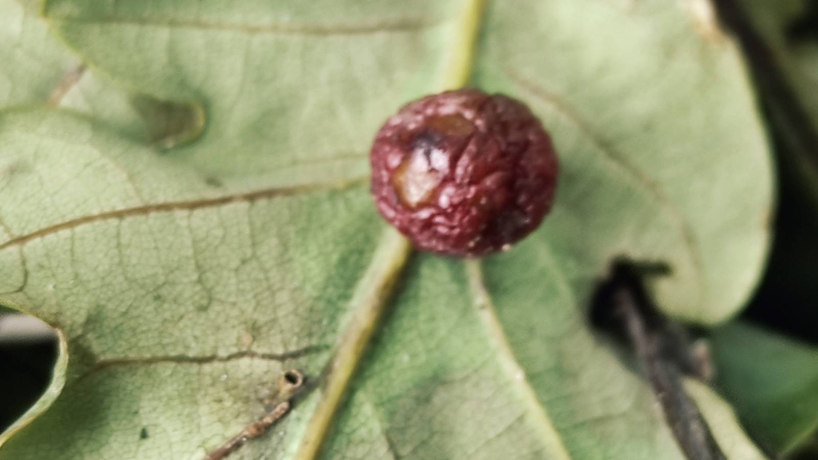 Oak gall on underside of Oak leaf