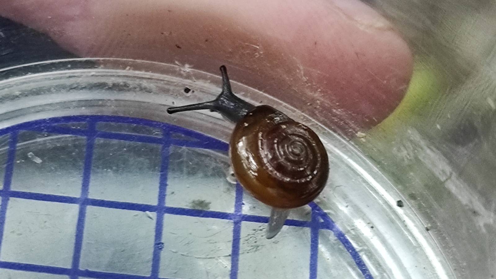 Teeny, tiny snail