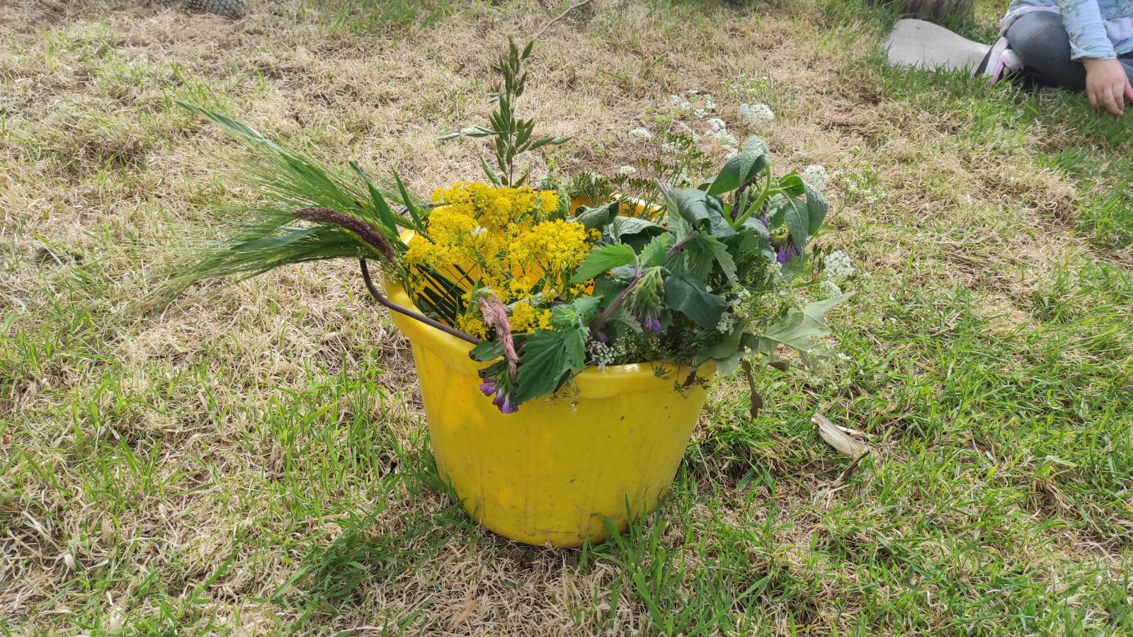 Glorious bucket of cut plants