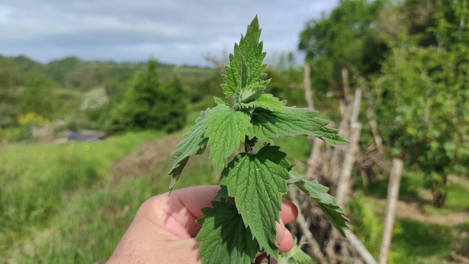 Catnip, Nettle-like leaves