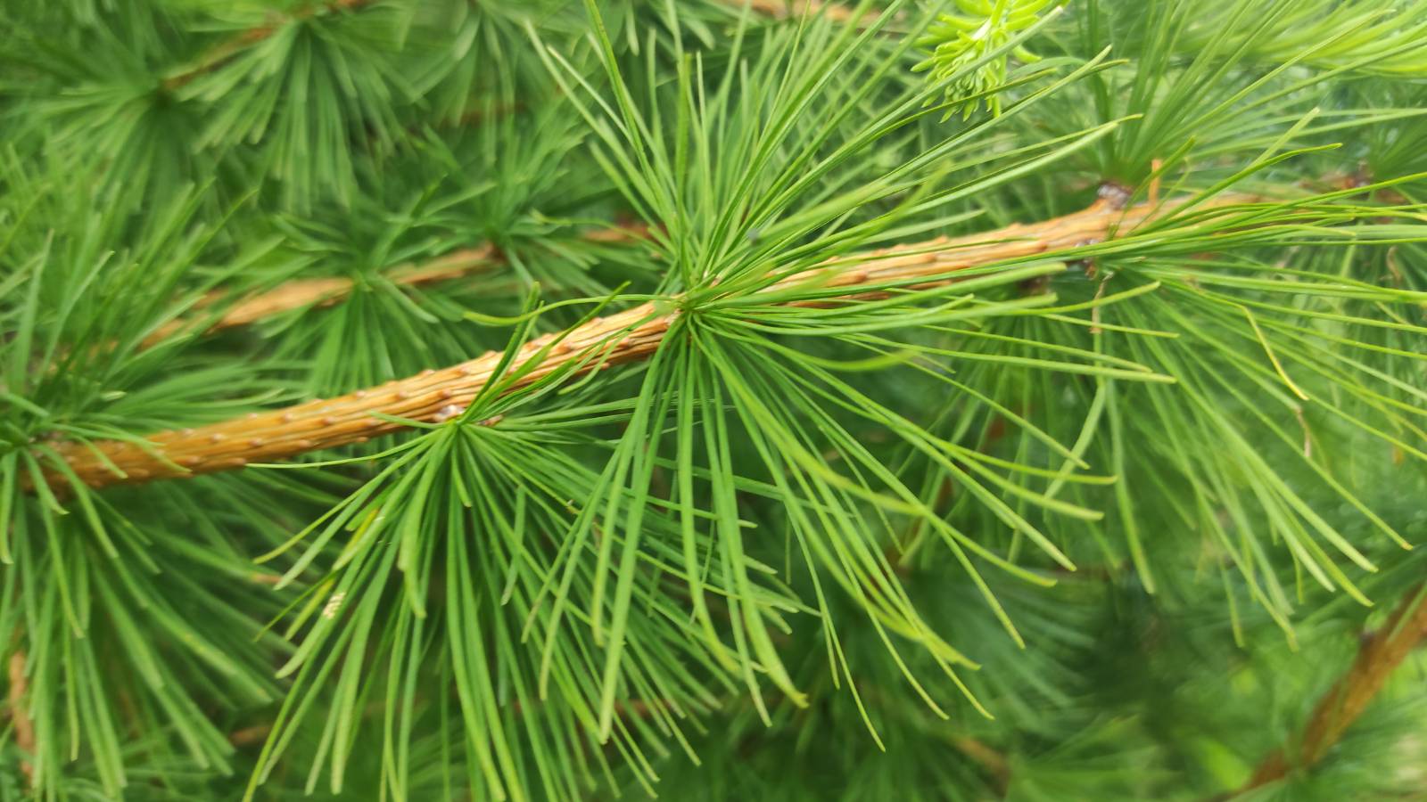 Larch / Llarwydden needles