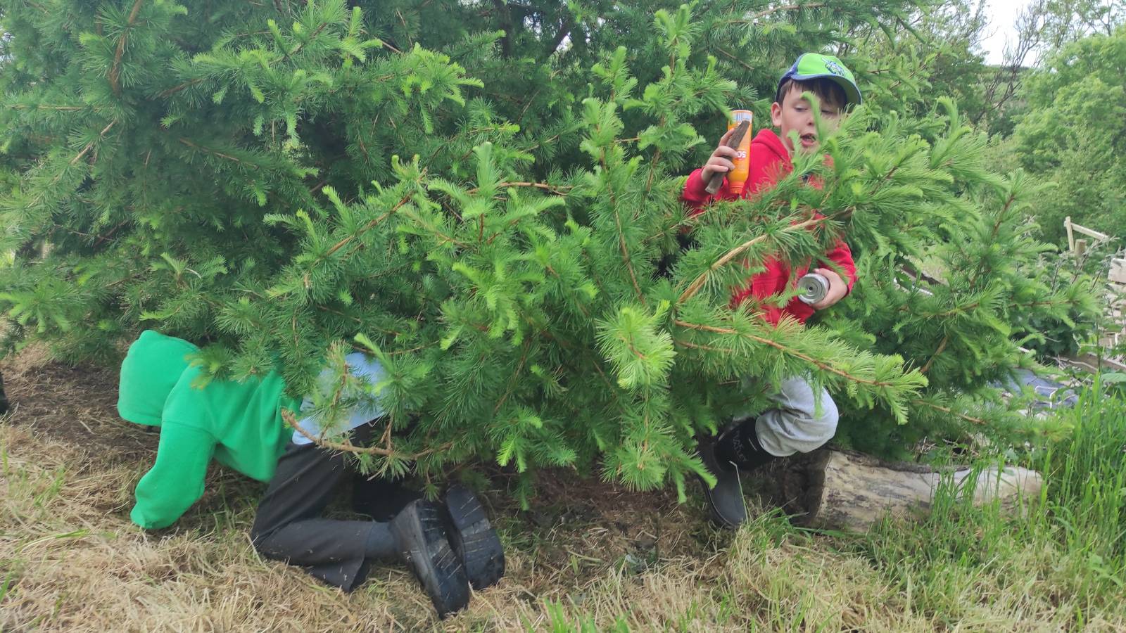 Playing in the 'car wash' tree, the Larch (yr Llarwydden)