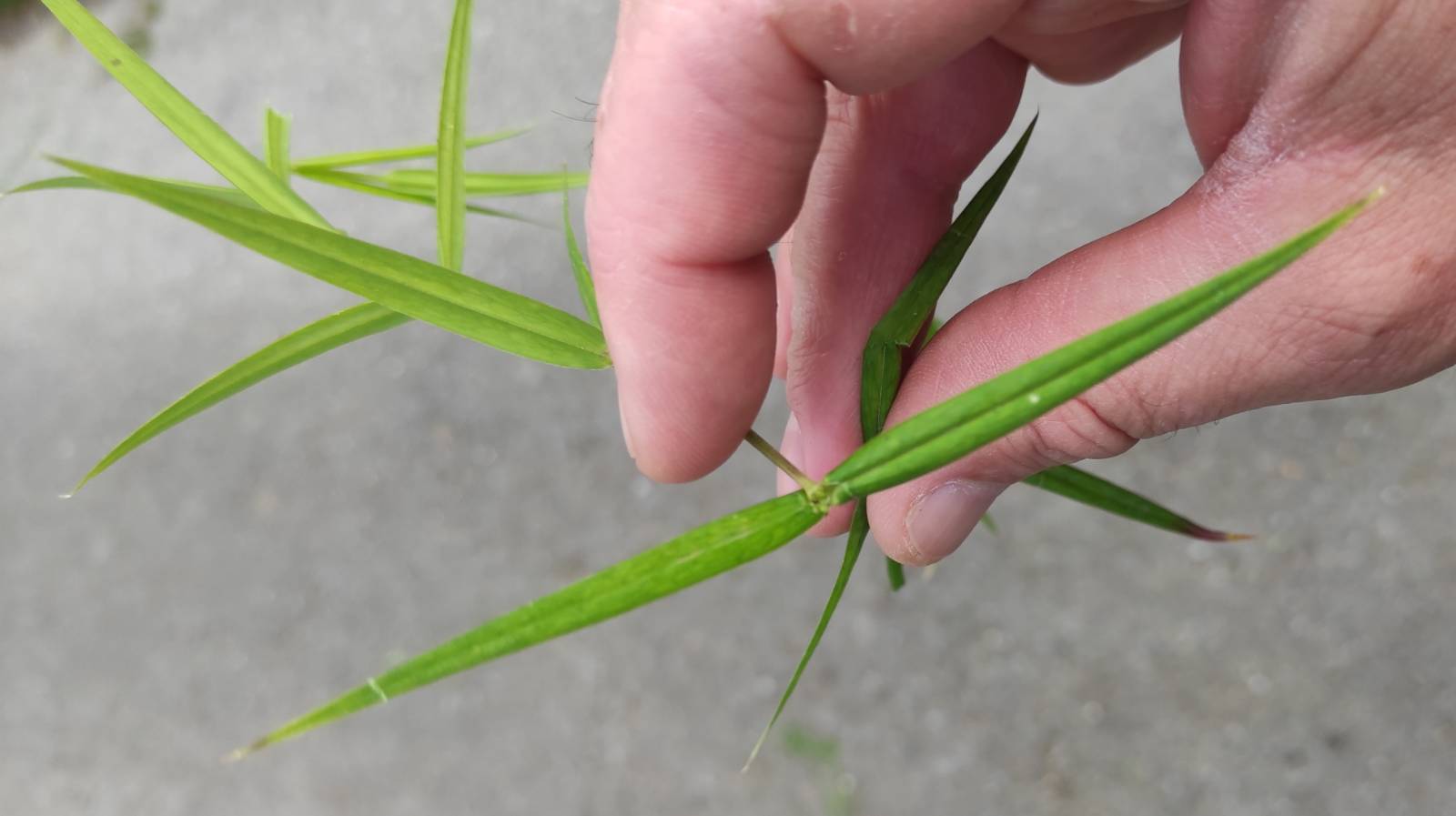 Greater Stitchwort / Serenllys Mawr leaves