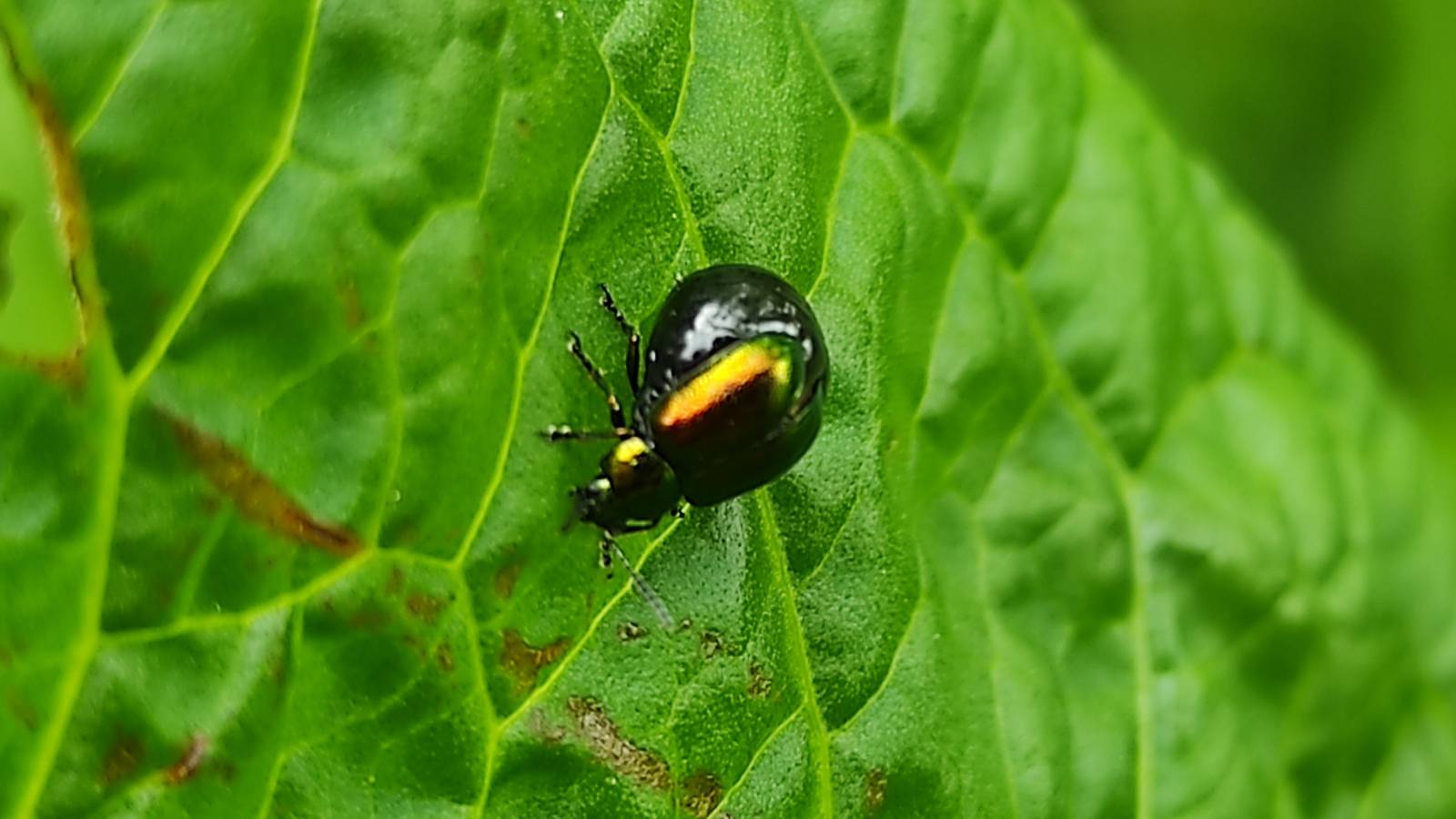 A pregnant Green Dock Beetle (Gastrophysa viridula)