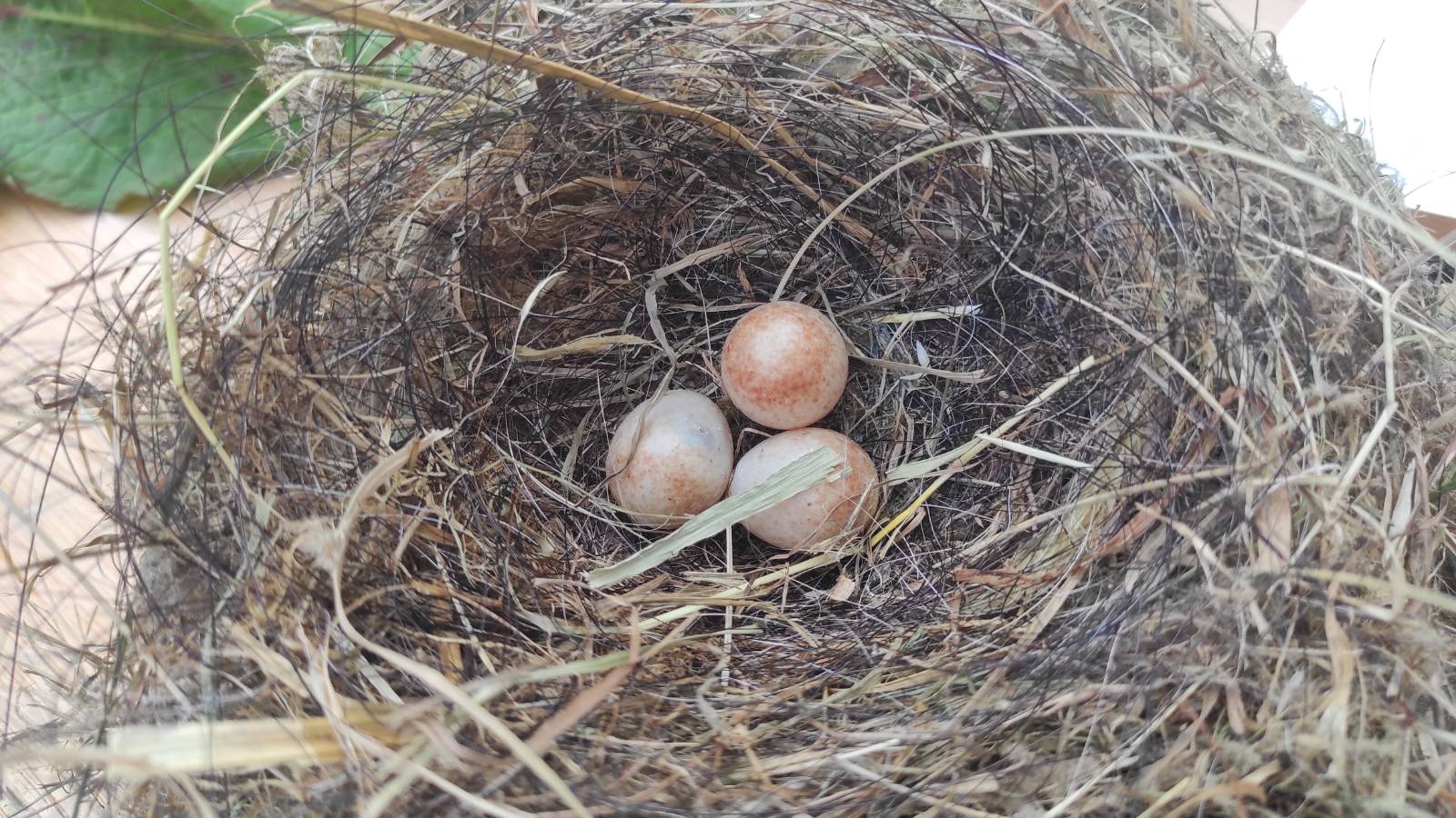 Robin Goch nest and eggs