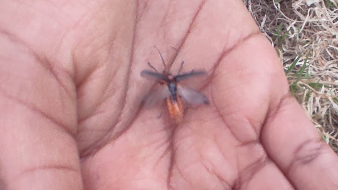 Rustic Sailor Beetle (Cantharis rustica) about to take off