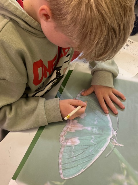 Student tracing moth outline