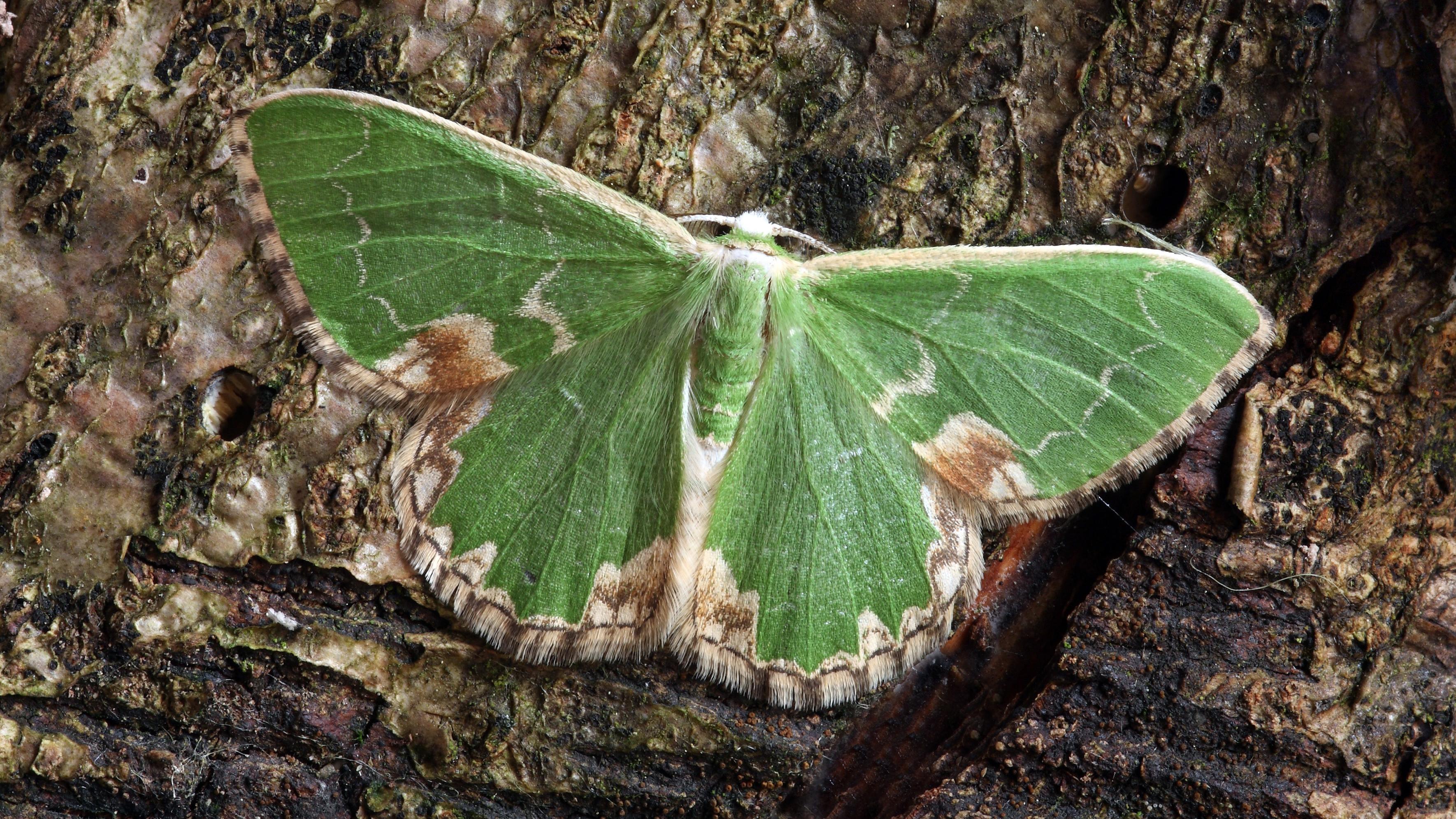 Green moth on bark