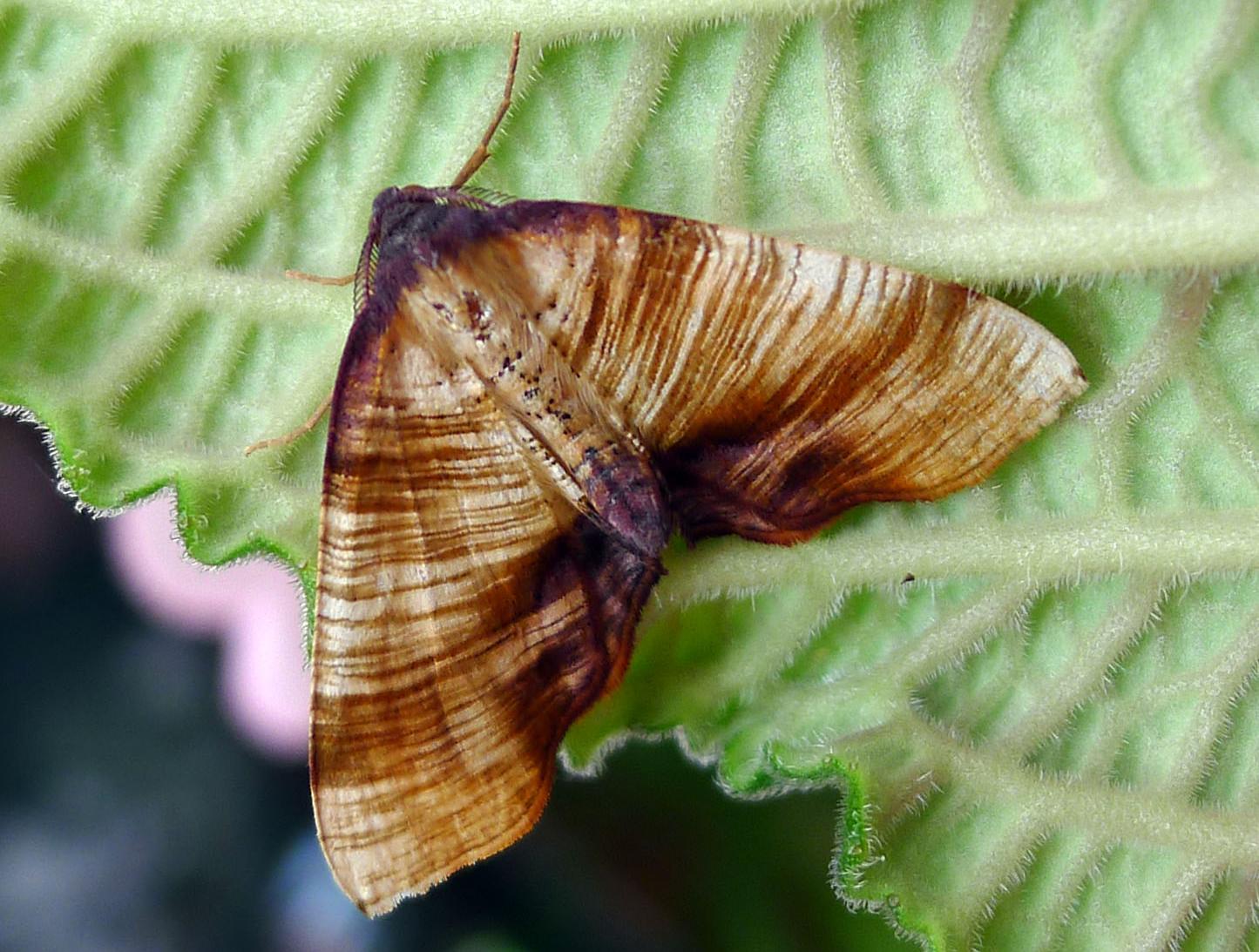 Moth & butterfly species and the Oak / Derwen