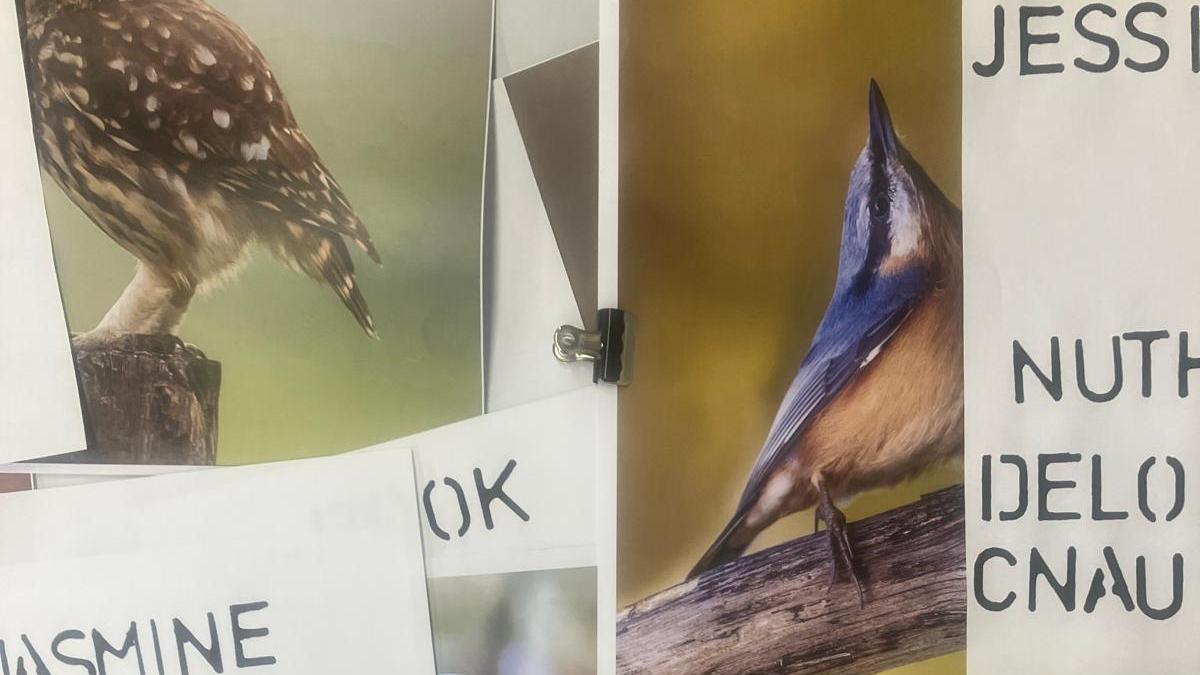 Pictures of birds and stencilled names