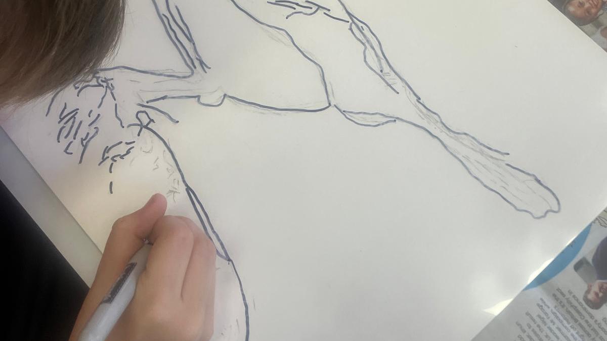 Close-up of student tracing bird on acetate