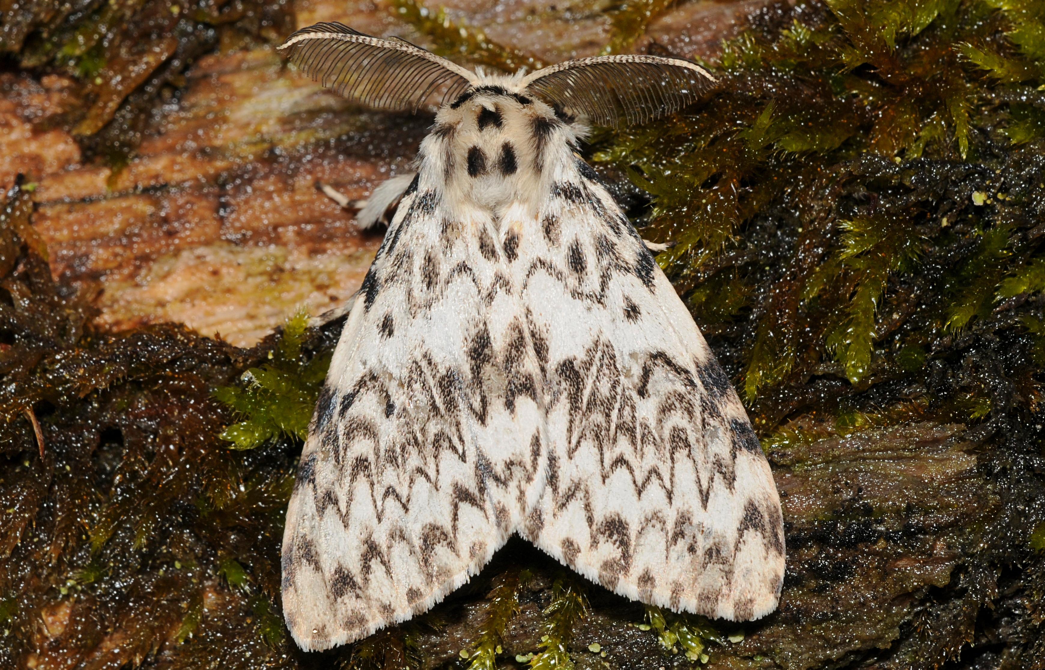 Ysgol Gynradd Aberteifi Workshop 4 — Moths & Butterflies of the Oak