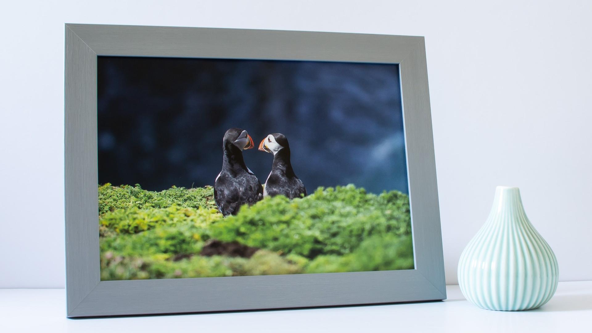 Photo of a framed photo of Puffins and a small pot
