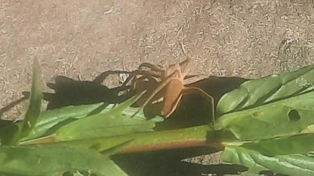 Tent spider with egg sac