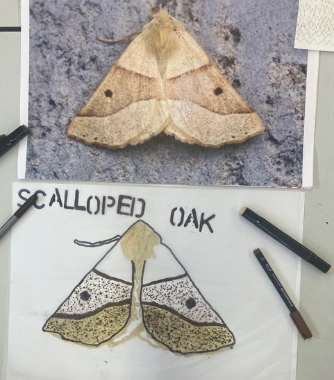 The Scalloped Oak moth, from original photo to artwork in progress
