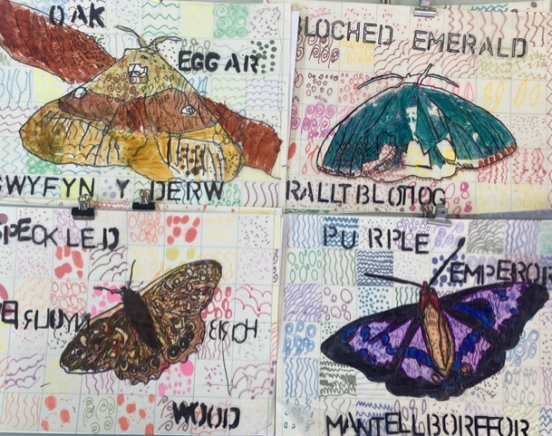 Finished moth artwork: Oak Eggar / Wylun Deri, Blotched Emerald / Emrallt Blotiog, Speckled Wood / Gweirlöyn Brych, Purple Emperor / Mantell Borffor
