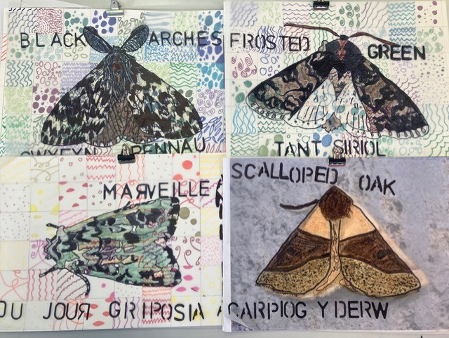 Finished moth artwork: Black Arches / Siobyn Bwaog, Merveille du Jour / Gwyfyn Cennog, Frosted Green / Tant Siriol & Scalloped Oak / Carpiog Y Derw