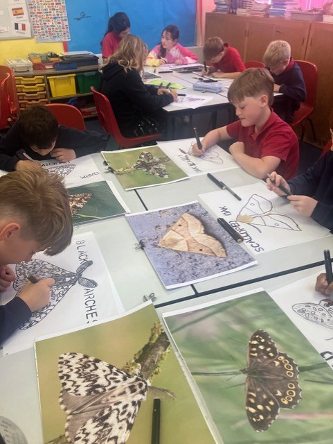 Students tracing the outline of the moths and butterflies