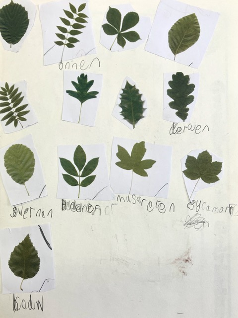 Different leaves on a page