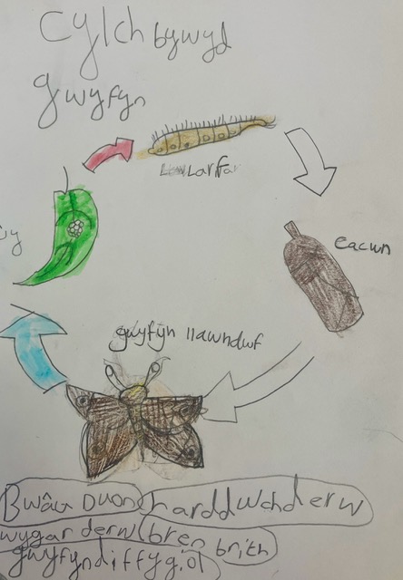 Cylch bywyd gwyfyn / Circle of life