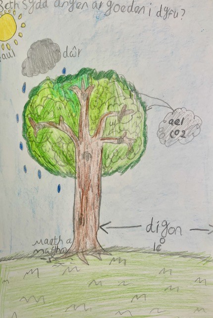 What does an Oak need to grow?