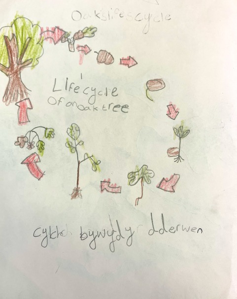 Life cycle of an Oak tree
