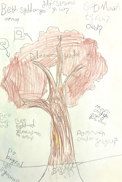 What does an Oak need to grow?