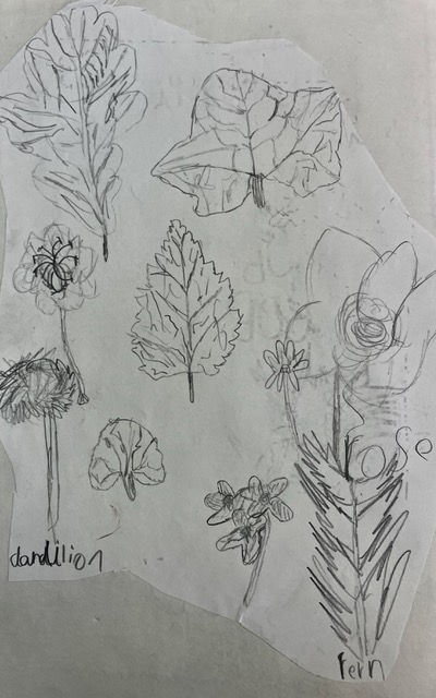 Gorgeous pencil drawings of leaves