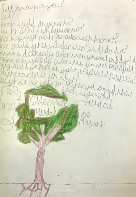 What does an Oak need to grow?
